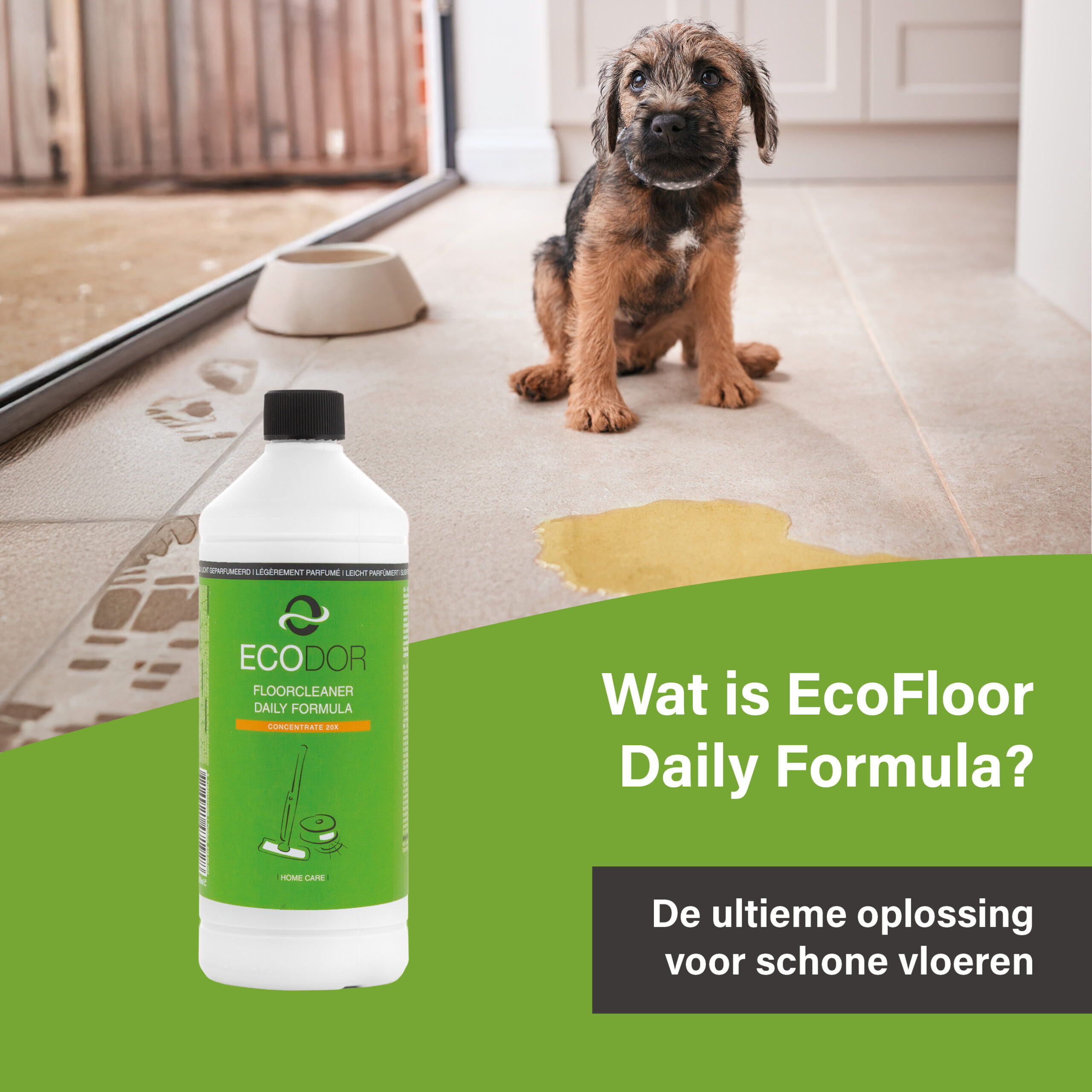 Chiot sur un carrelage à côté d'une flaque d'urine avec le nettoyant pour sols Ecodor EcoFloor Daily Formula. Convient aux foyers avec animaux domestiques.